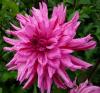 Dahlia \'Kleio\' Jiřinka