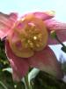 Aquilegia Orlíček