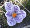 Crocus Krokus, šafrán