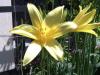 Hemerocallis Denivka