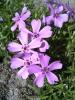 Dianthus Hvozdík
