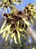 Hamamelis Vilín