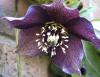 Helleborus Čemeřice