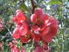 Chaenomeles Kdoulovec