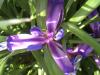 Iris Kosatec