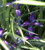 Iris Kosatec