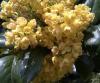 Mahonia aquifolium Mahónie cesmínolistá