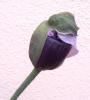 Papaver Mák