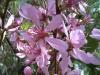 Prunus tenella Mandloň nízká
