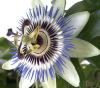 Passiflora caerulea Mučenka