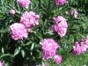 Paeonia Pivoňka