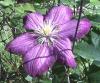 Clematis Plamének