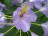Rhododendron Rododendron, pěnišník