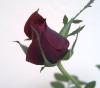 Rosa Růže