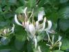 Lonicera Zimolez