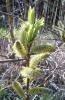 Salix sachalinensis Vrba
