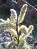 Salix sachalinensis Vrba