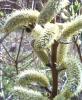 Salix sachalinensis Vrba