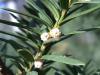 Taxus Tis