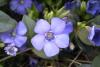 Vinca major Barvínek
