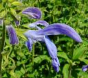 Salvia patens \'Blue Angel\'