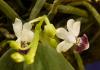 Phalaenopsis parismi 