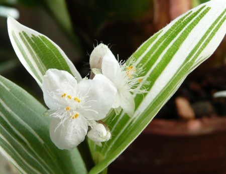 Tradescantia fluminensis