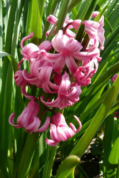 Hyacinthus