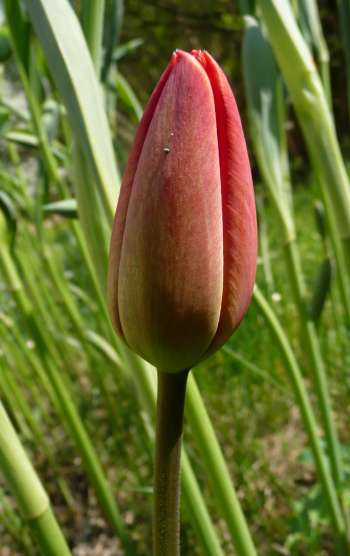Tulipa