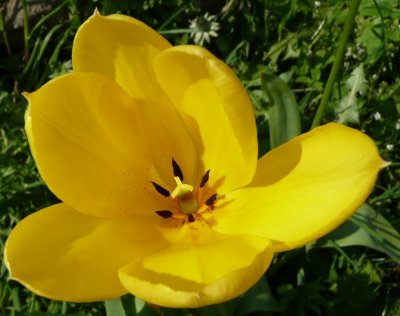 Tulipa