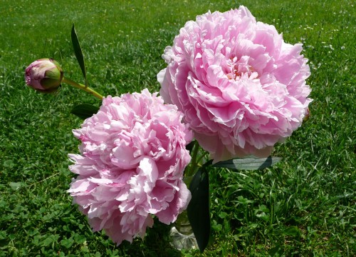 Paeonia