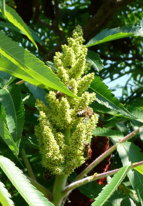 Rhus typhina