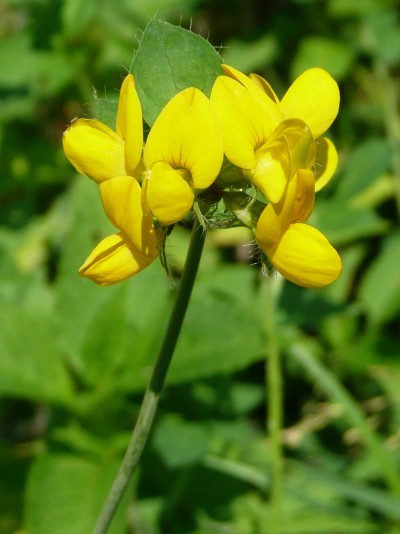 Lotus corniculatus