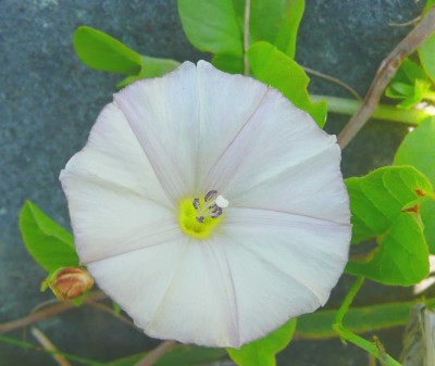Convolvulus
