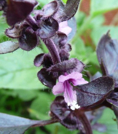 Ocimum basilicum