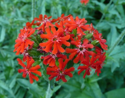 Lychnis chalcedonica