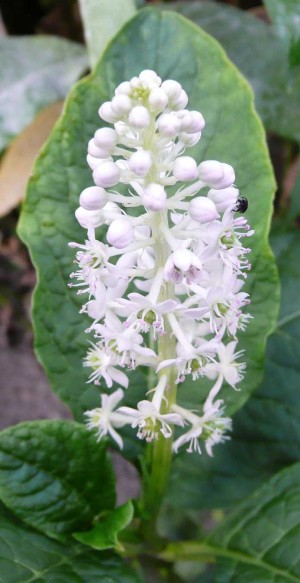 Phytolacca esculenta