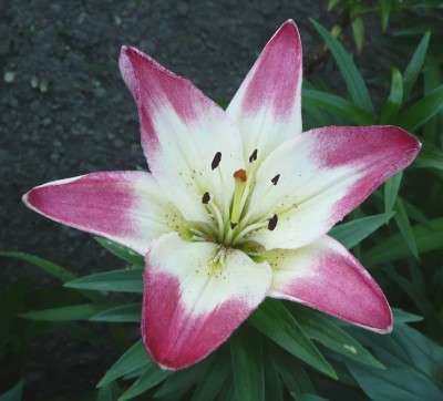 Lilium