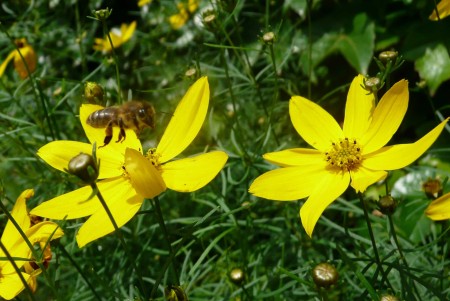 Creopsis