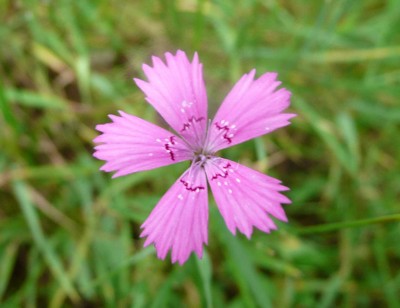 Dianthus deltoides