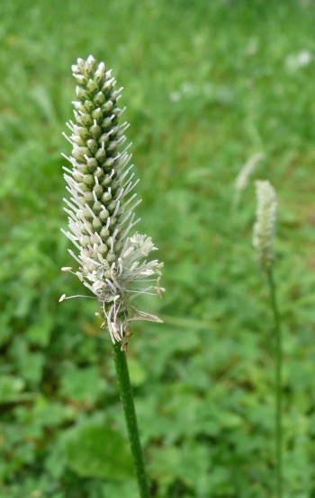 Plantago media