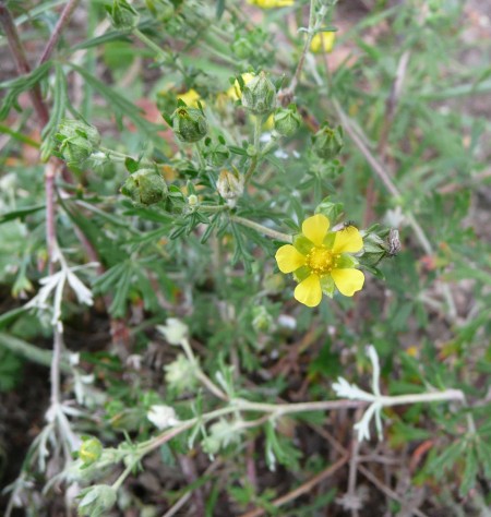 Potentilla argentea