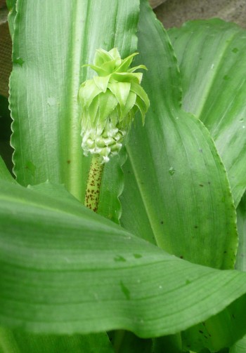 Eucomis bicolor