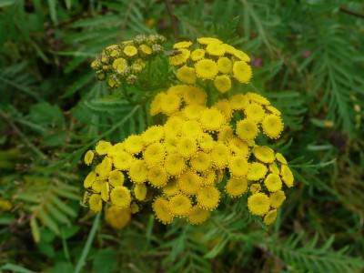 Tanacetum vulgare