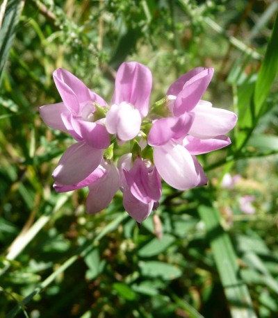 Securigera varia