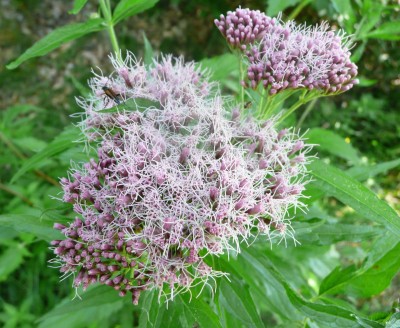 Eupatorium cannabinum