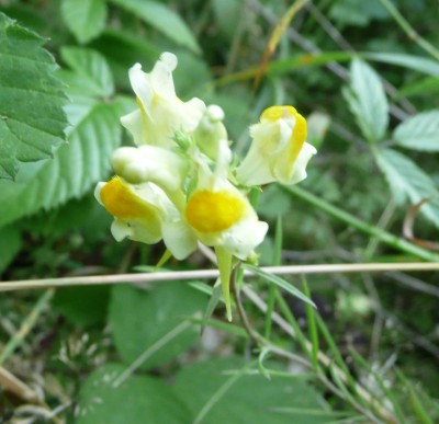 Linaria vulgaris