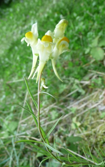 Linaria vulgaris