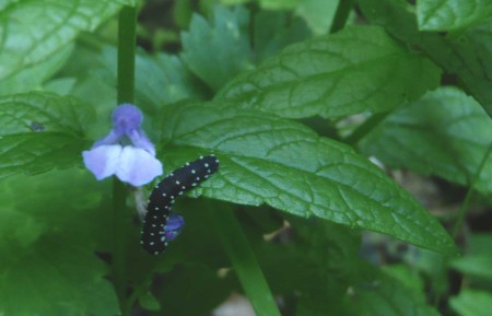 Scutellaria galericulata