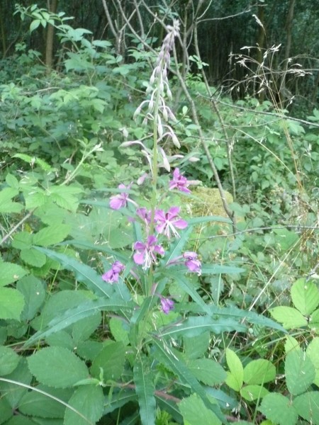 Cahmerion angustifolium